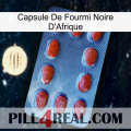 Africa Black Ant Capsule 06